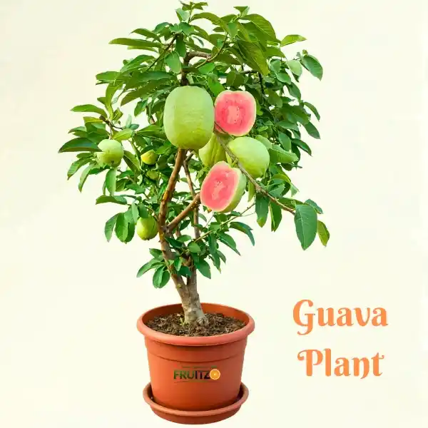 Guava.png